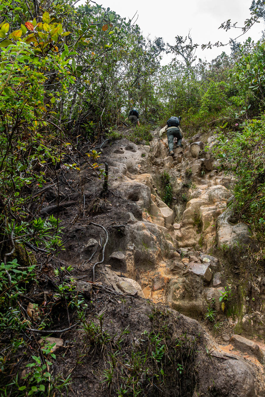 Roraima : sentier dans la forêt