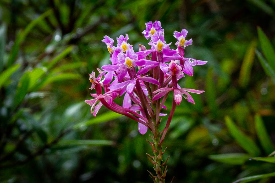 Roraima : orchidée