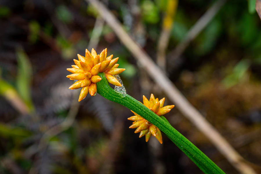Roraima : fleurs (Stegolepsis guianensis)
