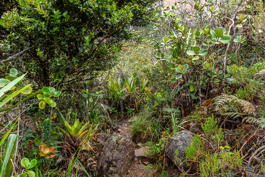 Roraima : sentier dans la forêt