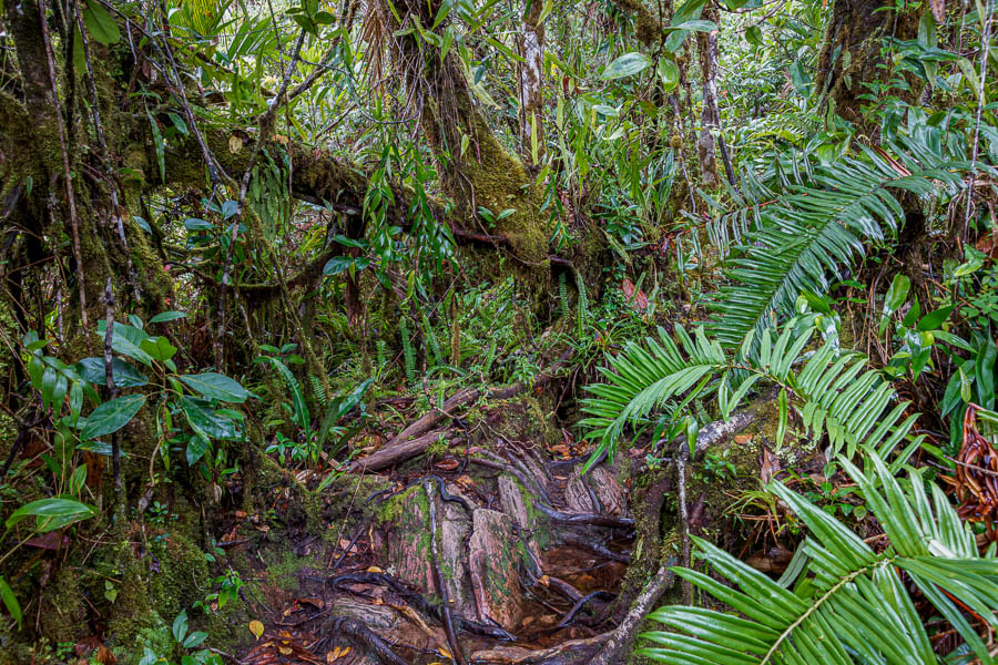 Roraima : sentier dans la forêt