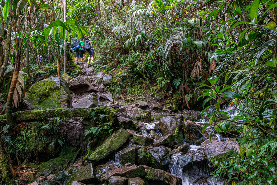 Roraima : sentier dans la forêt