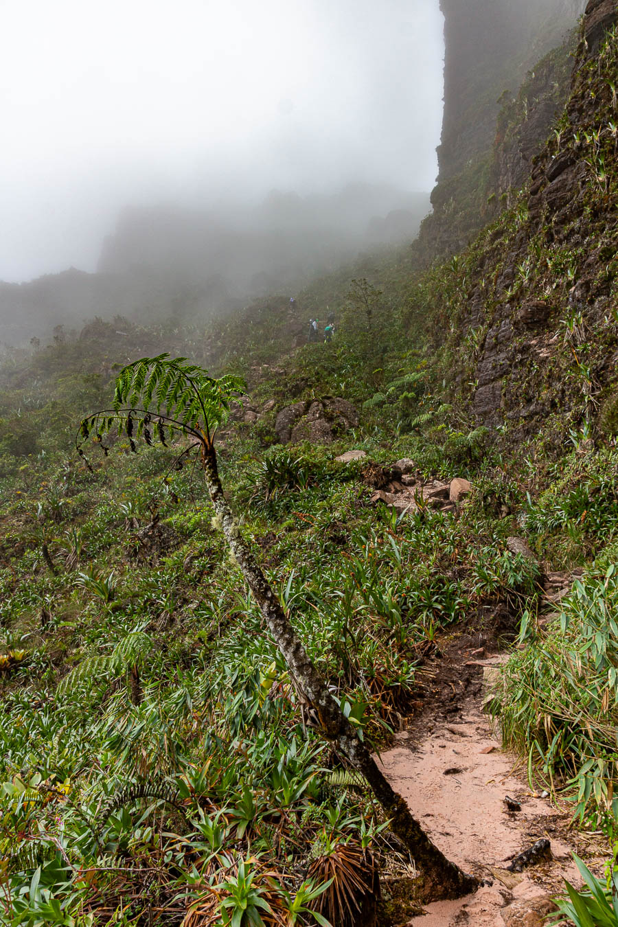 En montant au Roraima