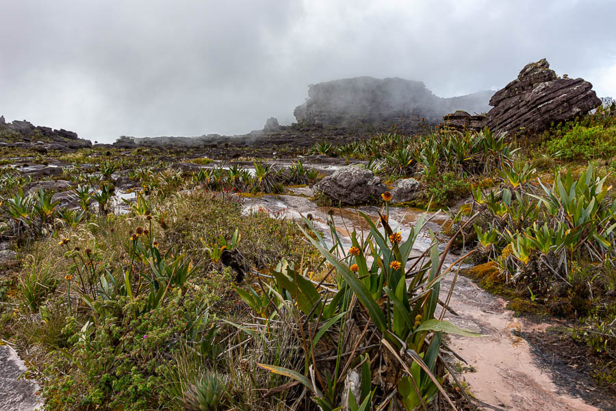 Roraima : plateau sommital et plantes endémiques (Stegolepsis guianensis)