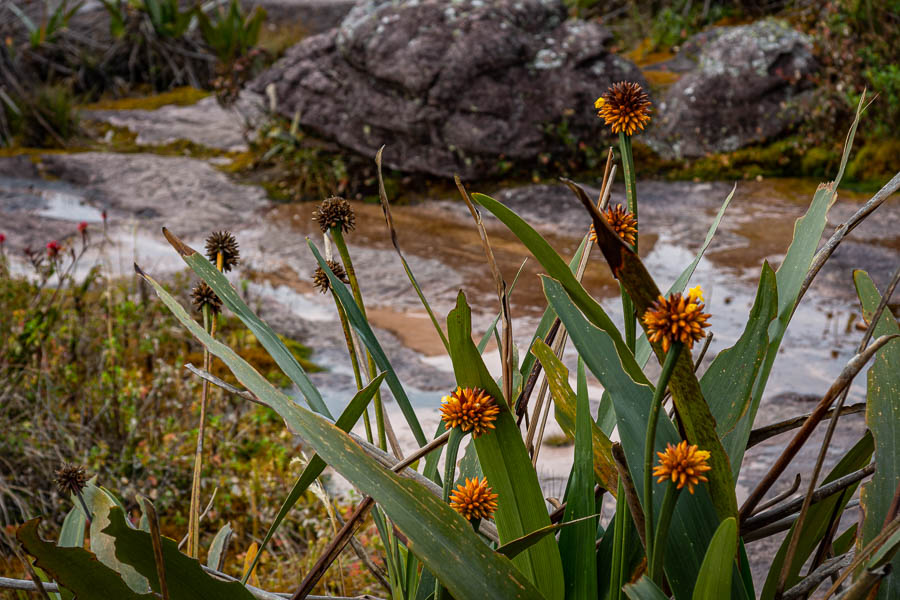 Roraima : plateau sommital et plantes endémiques (Stegolepsis guianensis)