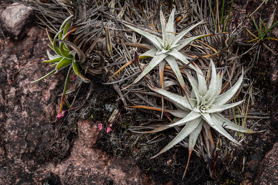 Roraima : plante
