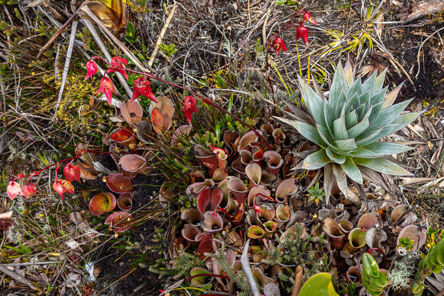 Roraima : plante carnivore (Heliamphora nutans)