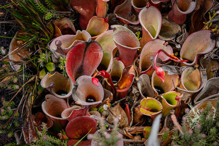 Roraima : plante carnivore (Heliamphora nutans)