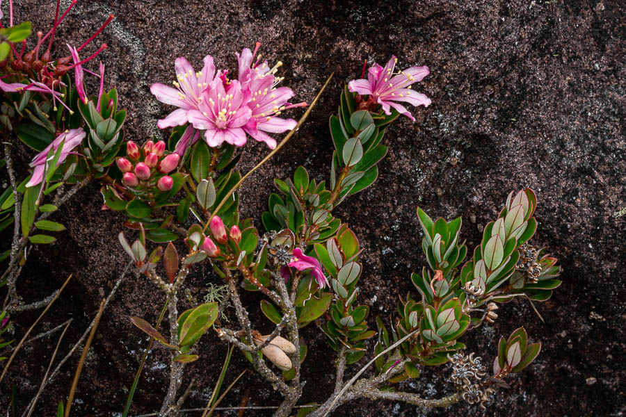 Roraima : fleurs