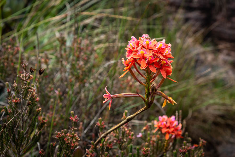 Roraima : orchidée