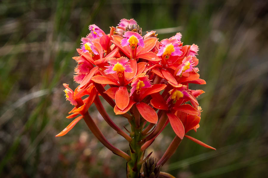 Roraima : orchidée