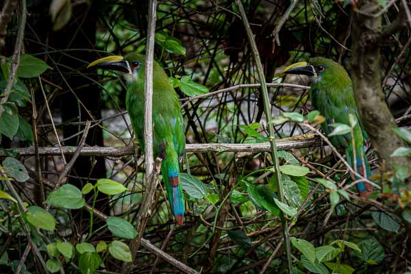 Toucanets émeraude (Aulacorhynchus prasinus)
