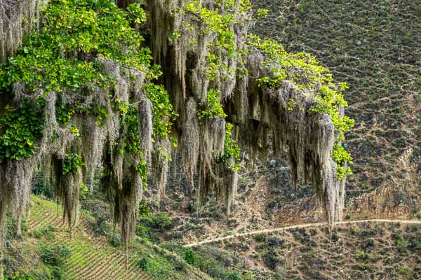 Mousse espagnole (Tillandsia usneoides)