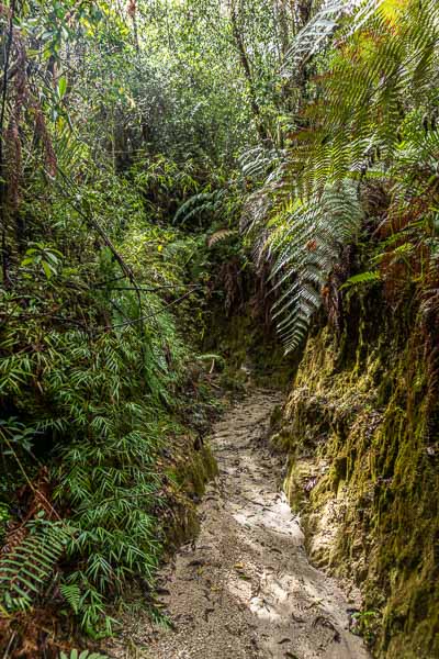 Sentier et fougères
