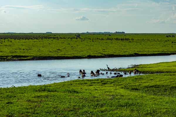 Paysage des Llanos,  rivière et capybaras