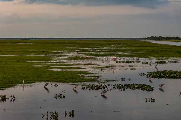 Paysage des Llanos, marais