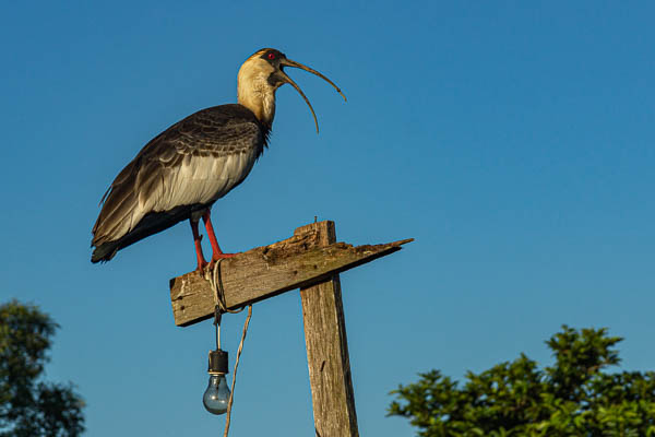 Ibis mandore (Theristicus caudatus)