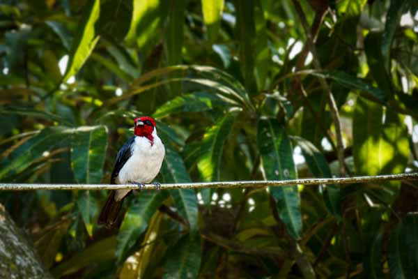 Paroare masqué (Paroaria nigrogenis)