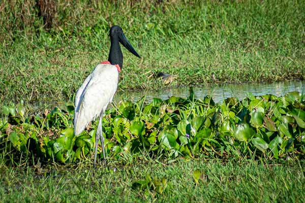 Jabiru d'Amérique (Jabiru mycteria)