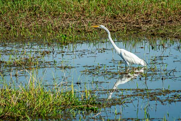 Grande Aigrette (Ardea alba)