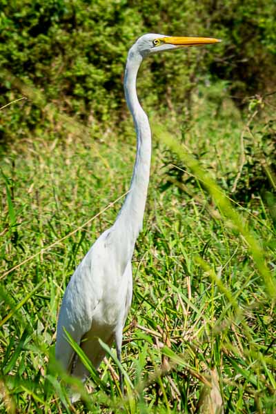 Grande Aigrette (Ardea alba)