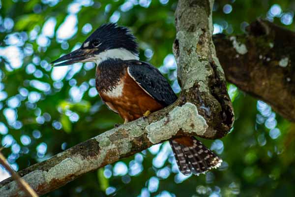 Martin-pêcheur à ventre roux (Megaceryle torquata)