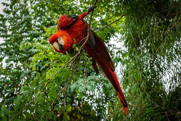 Ara rouge (Ara macao)