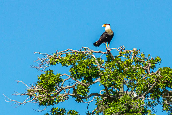 Caracara du Nord (Caracara cheriway)