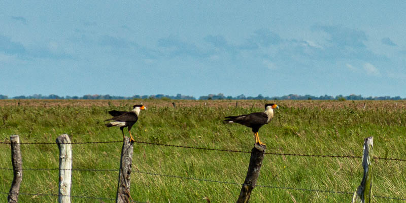 Caracaras