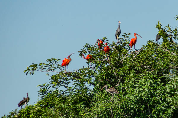 Ibis rouges