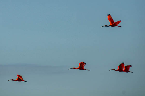 Ibis rouges