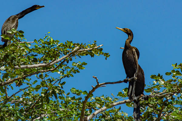 Cormorans  (Phalacrocorax brasilianus)