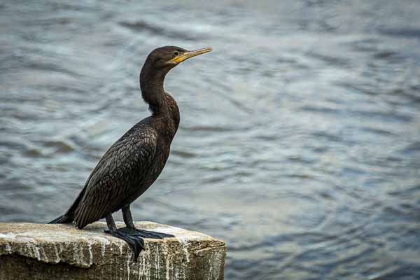 Cormoran vigua (Phalacrocorax brasilianus)