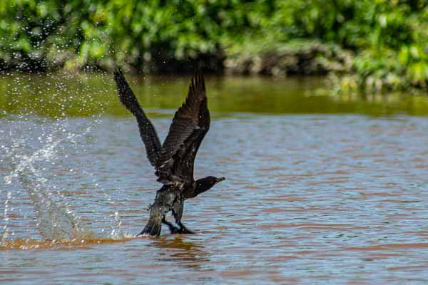 Cormoran vigua (Phalacrocorax brasilianus)