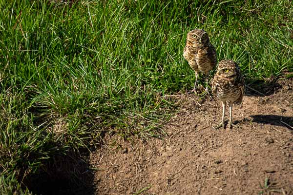 Chevêches des terriers (Athene cunicularia)