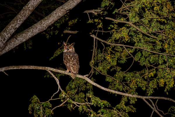 Grand-duc d'Amérique (Bubo virginianus)