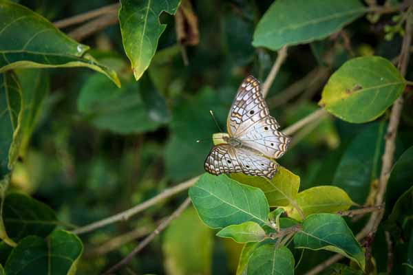 Papillon (mariposa)