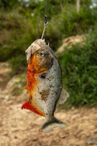 Piranha (Pygocentrus cariba)