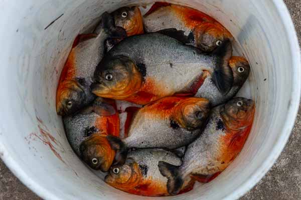 Piranhas