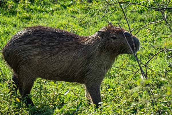 Capybara ou cabiai (Hydrochoerus hydrochaeris)