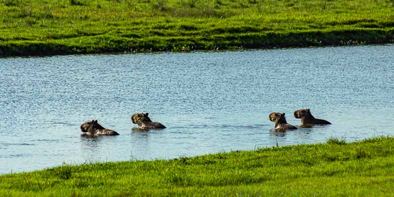 Capybaras