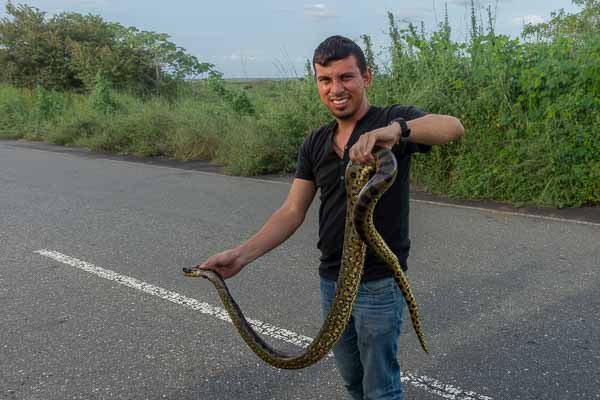 Anaconda (Eunectes murinus)