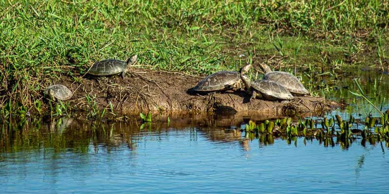 Tortues