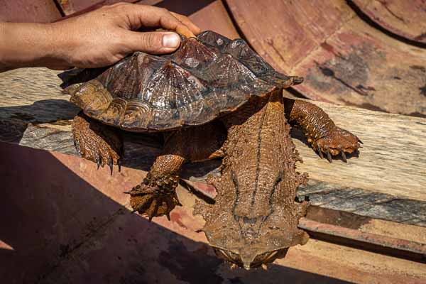 Tortue matamata (Chelus fimbriata)