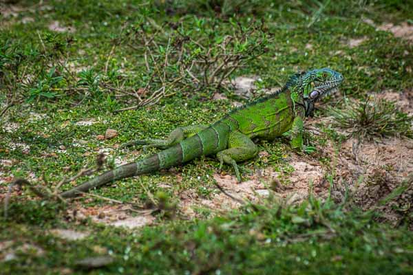 Iguane vert (Iguana iguana)
