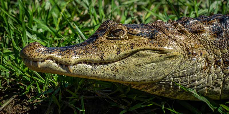 Caïman (Caiman crocodilus)