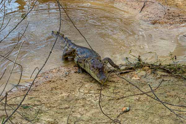 Caïman capturant un piranha