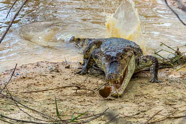 Caïman capturant un piranha