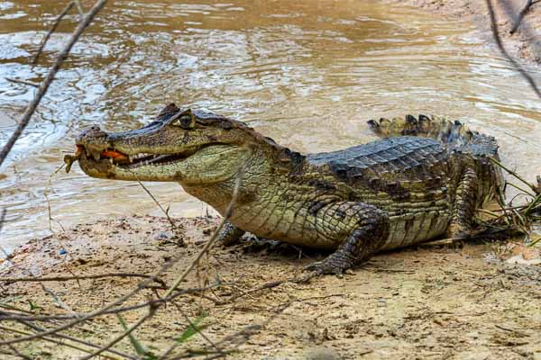 Caïman capturant un piranha