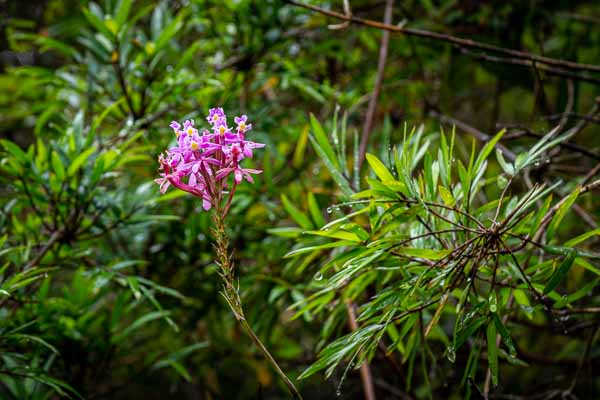 Roraima : orchidée